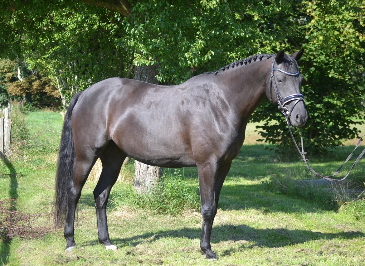 Trakehner Hebra III billede 4