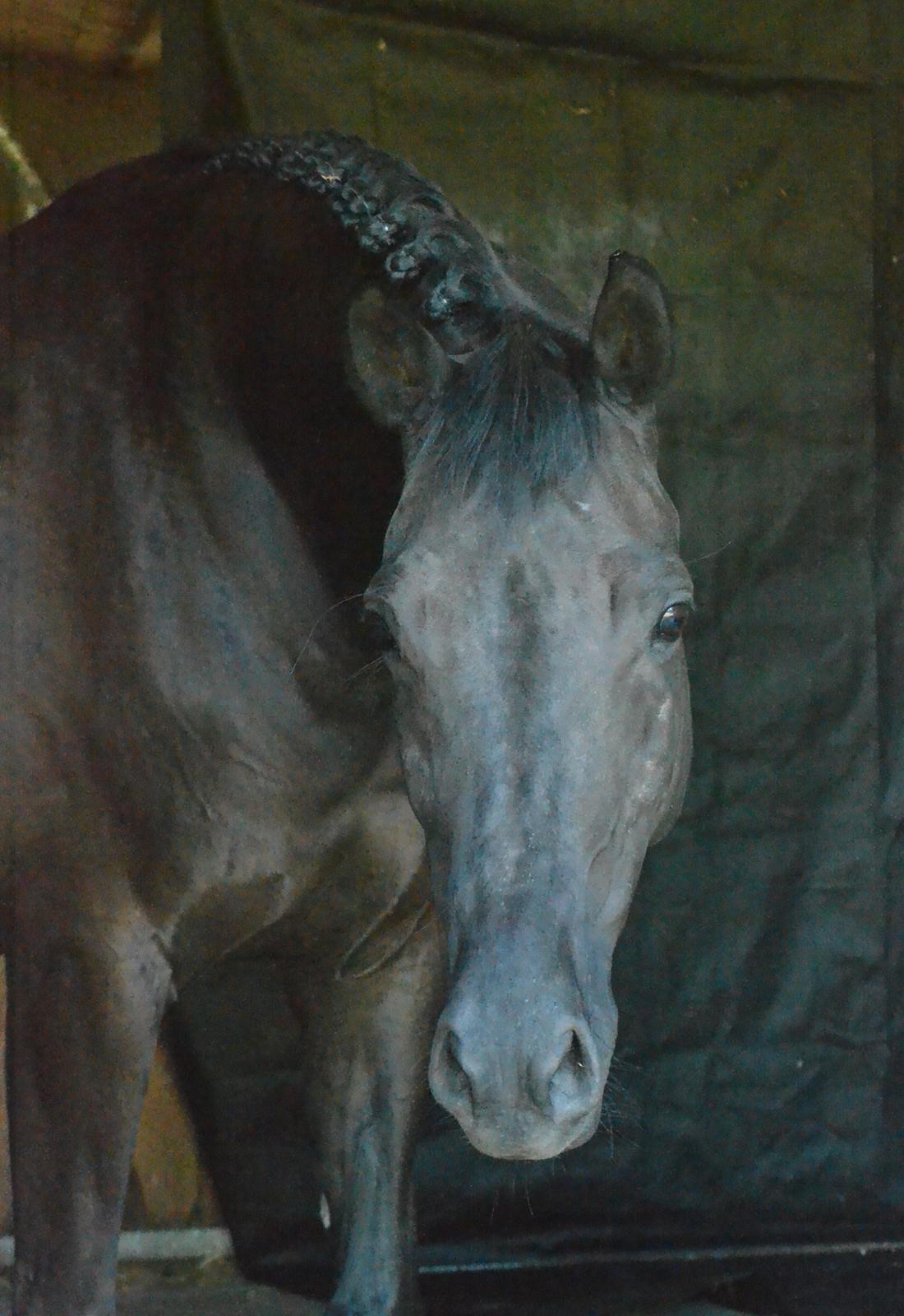 Trakehner Hebra III billede 6