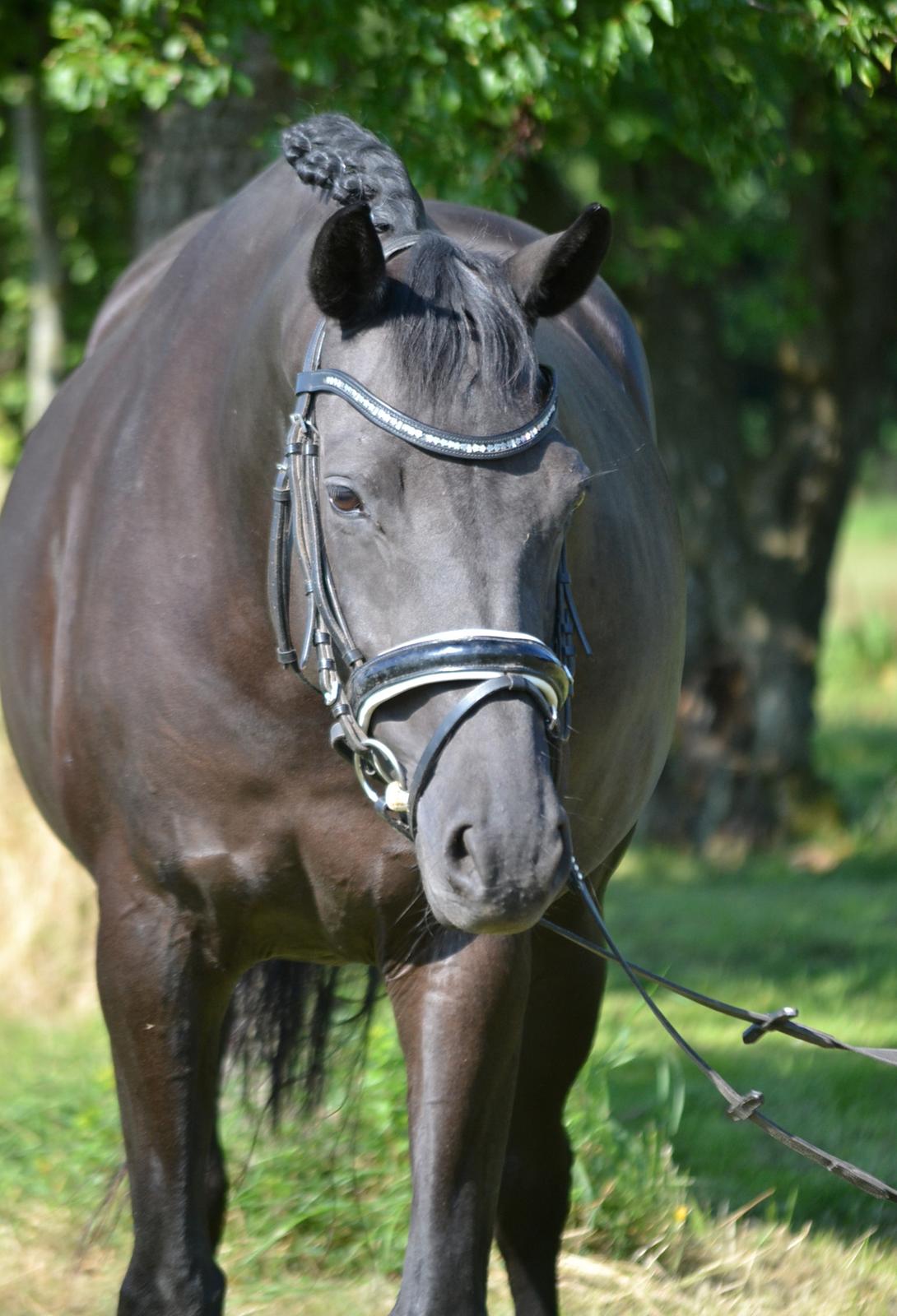 Trakehner Hebra III billede 5