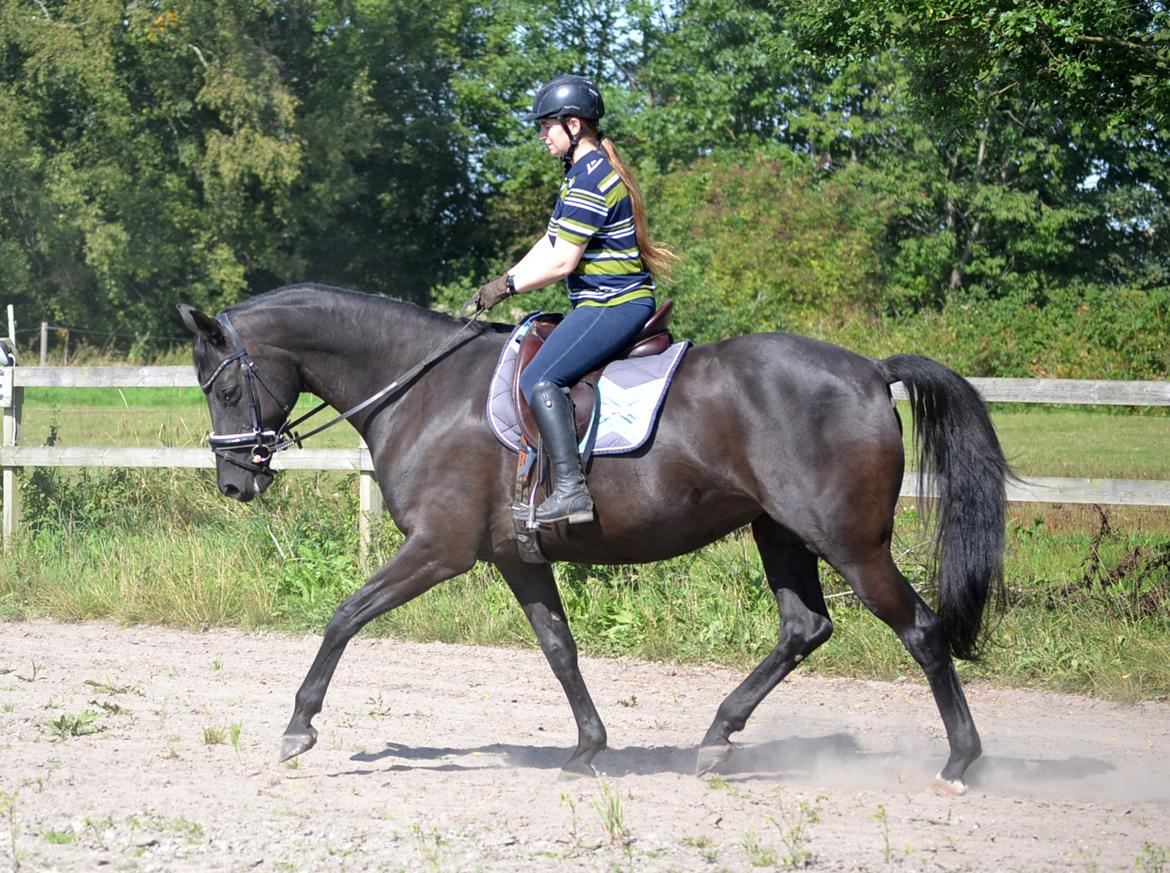 Trakehner Hebra III billede 7