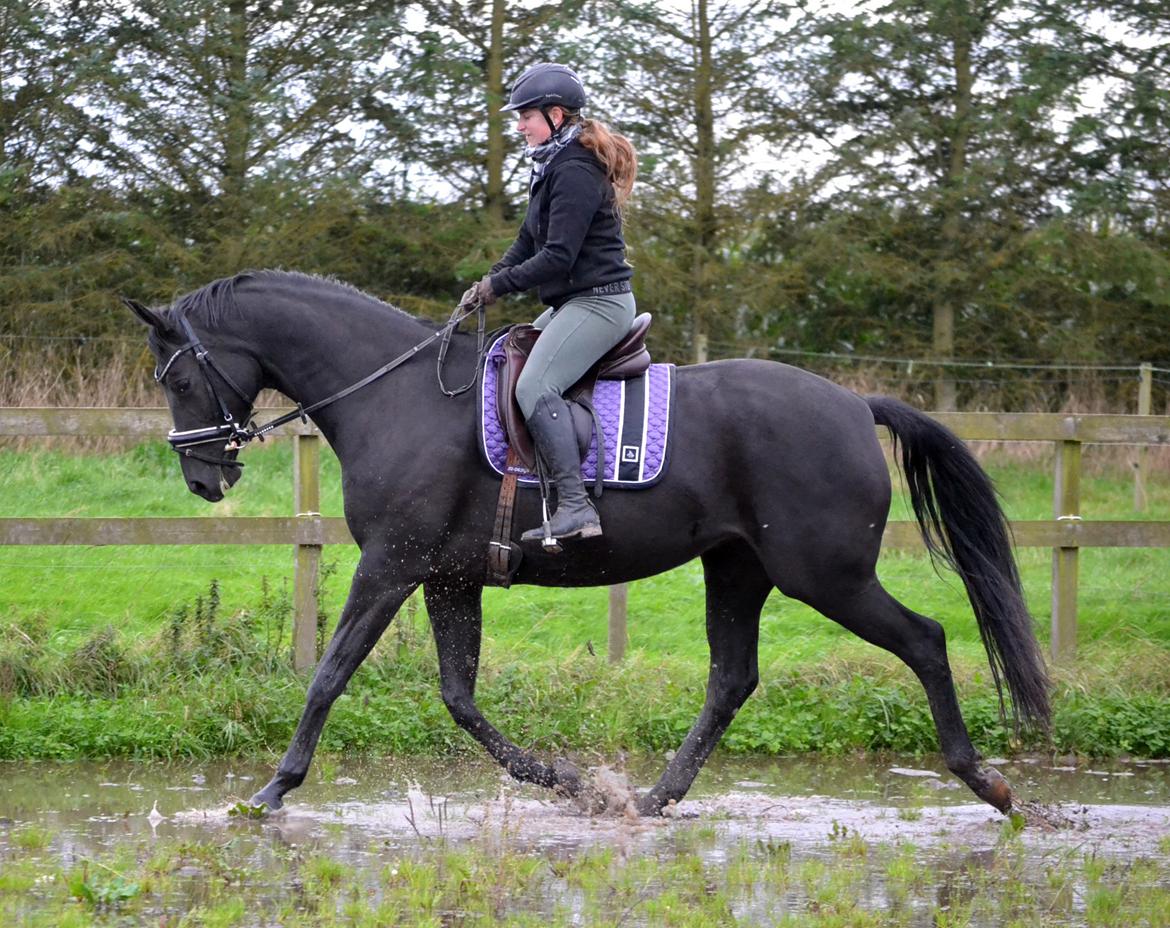 Trakehner Hebra III billede 8