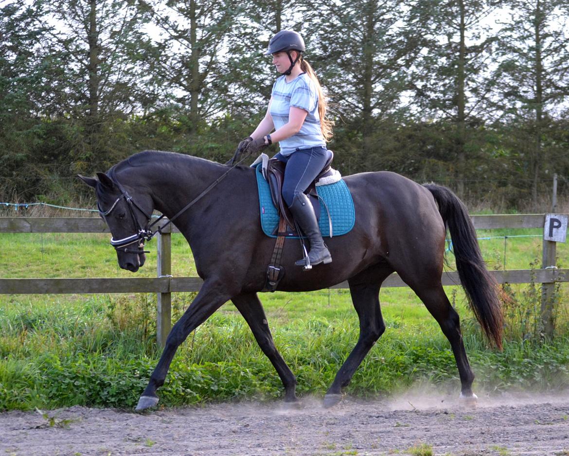 Trakehner Hebra III billede 9