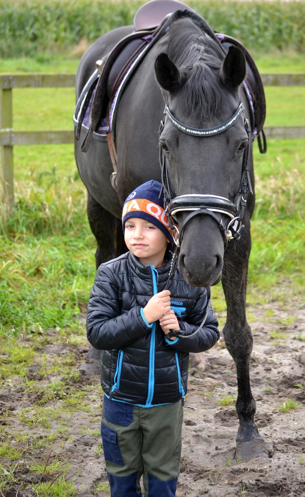 Trakehner Hebra III billede 10