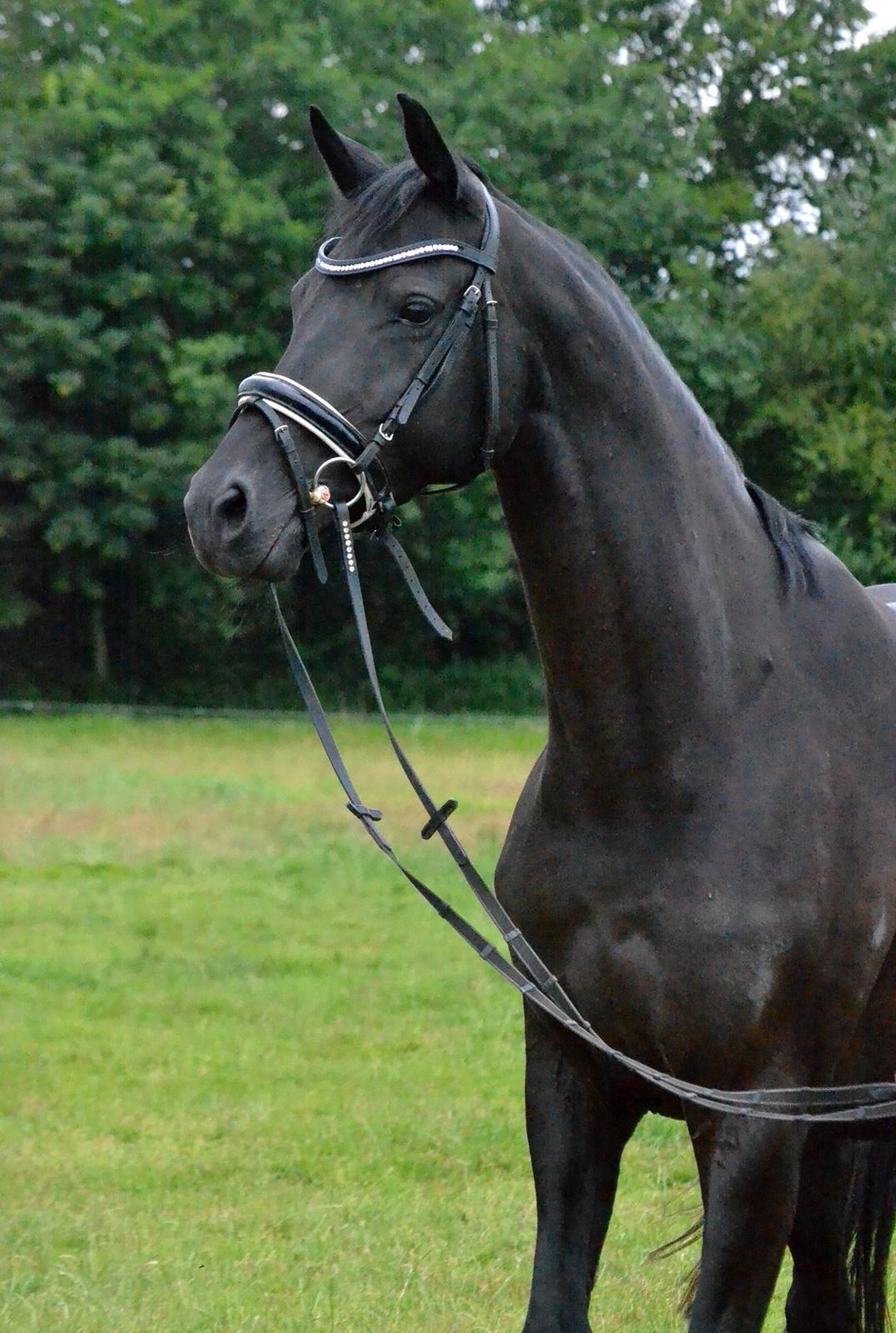 Trakehner Hebra III billede 11