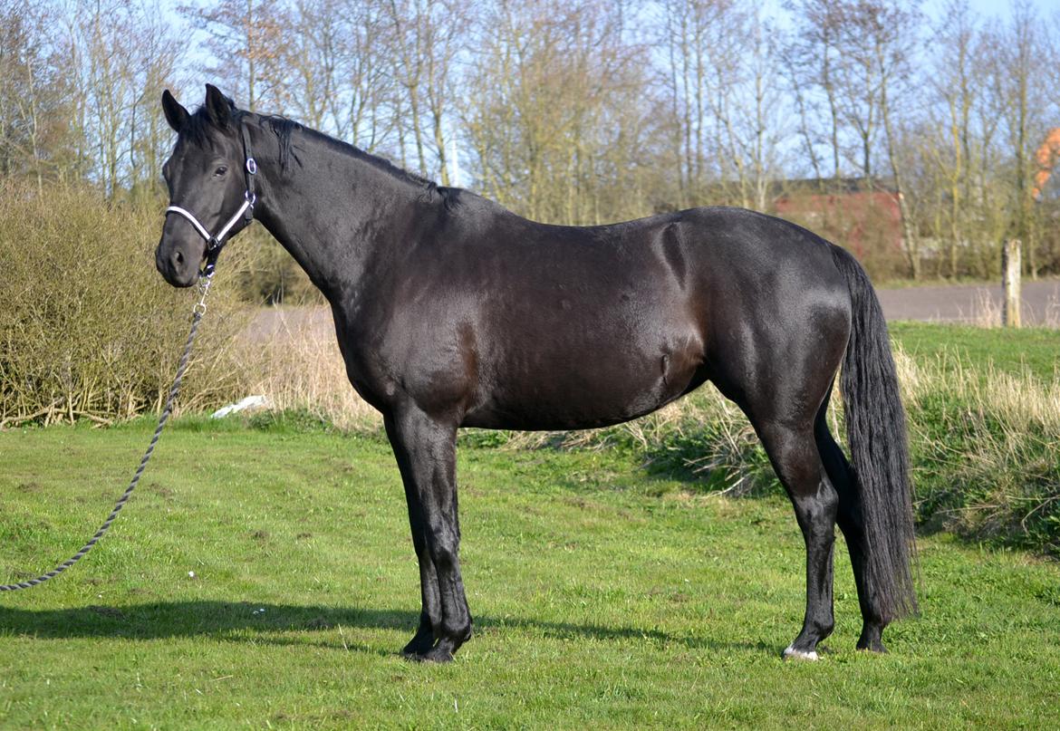 Trakehner Hebra III billede 12