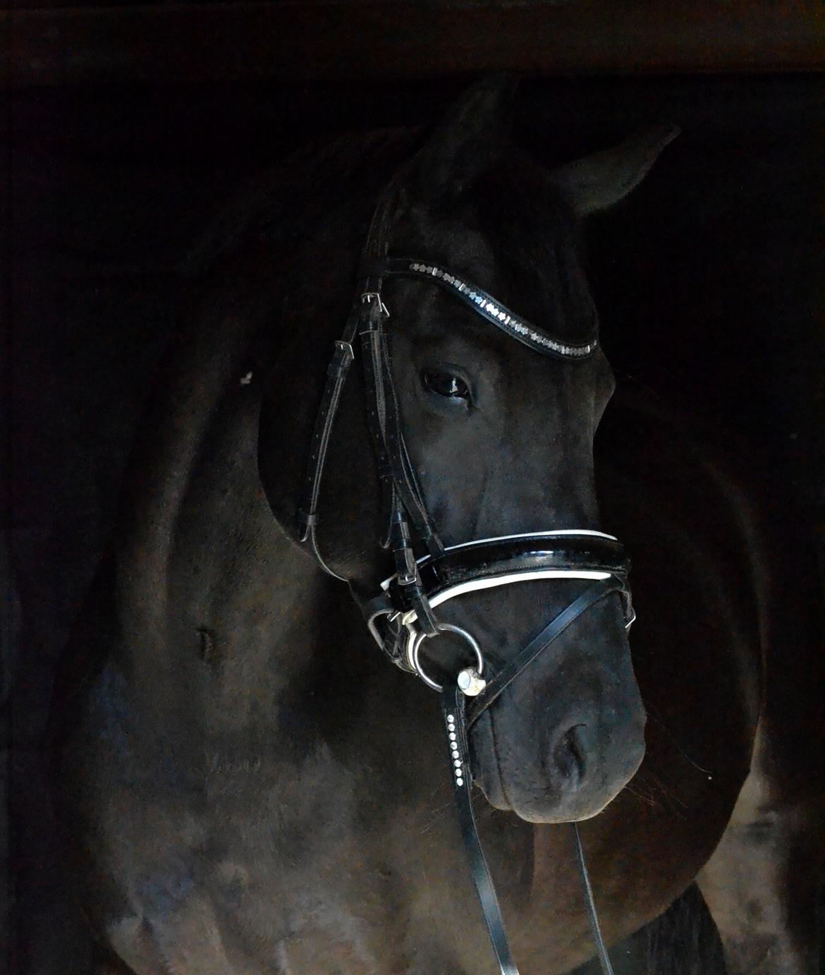 Trakehner Hebra III billede 13