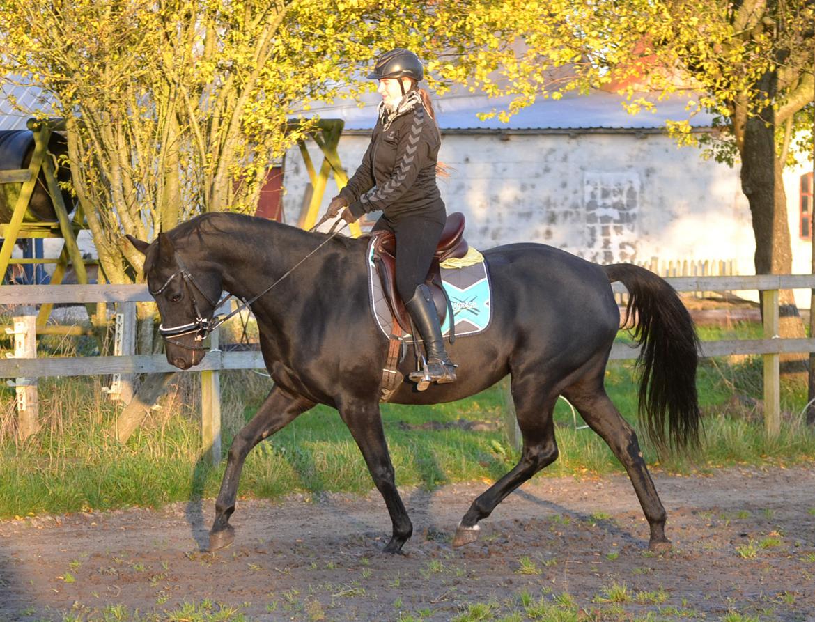 Trakehner Hebra III billede 14