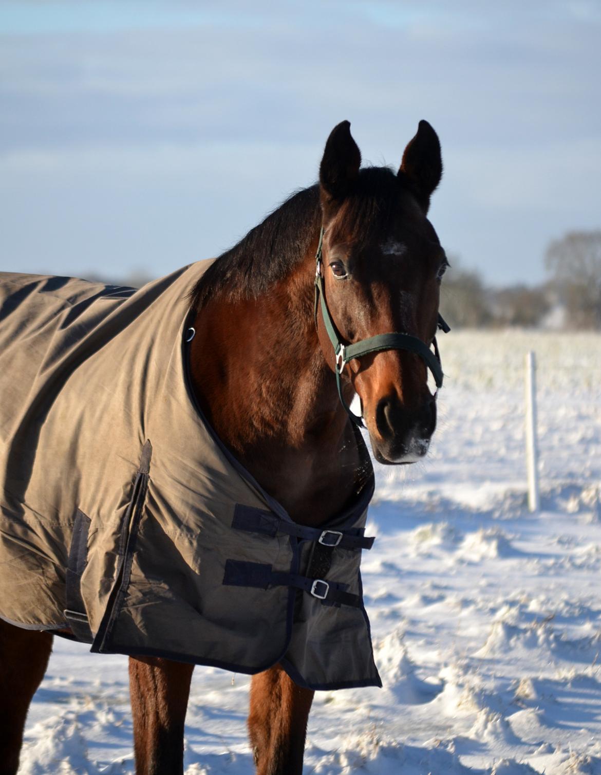 Dansk Varmblod Godthaabs dante billede 1