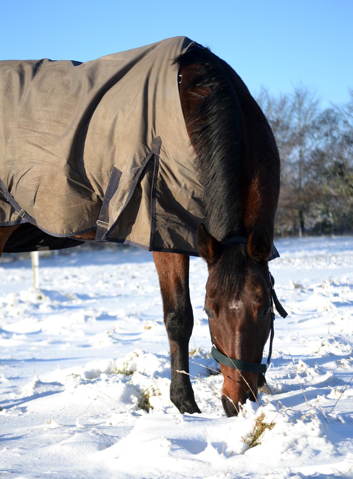 Dansk Varmblod Godthaabs dante billede 2