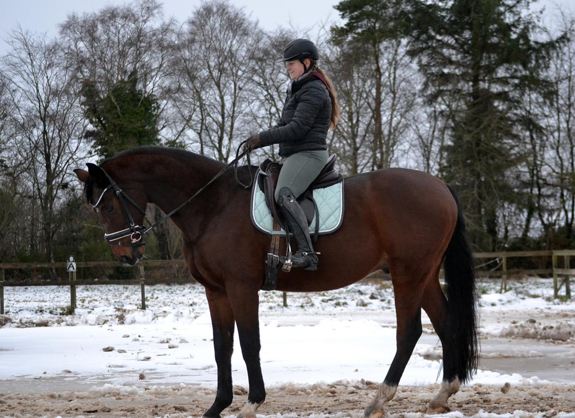 Dansk Varmblod Godthaabs dante billede 3