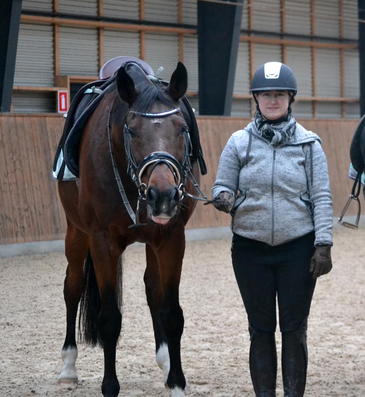 Dansk Varmblod Godthaabs dante billede 4