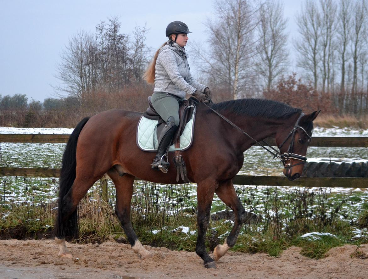 Dansk Varmblod Godthaabs dante billede 5