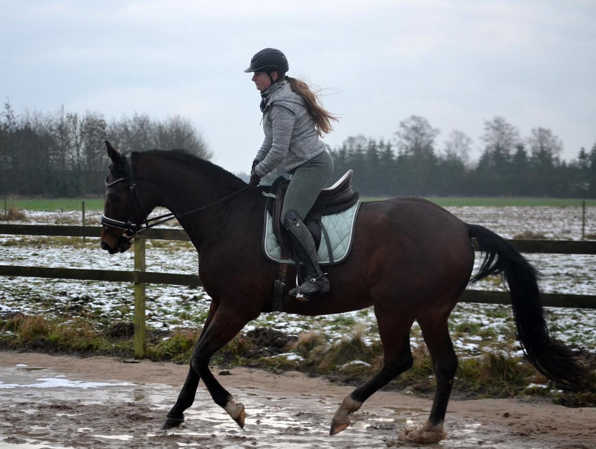 Dansk Varmblod Godthaabs dante billede 7