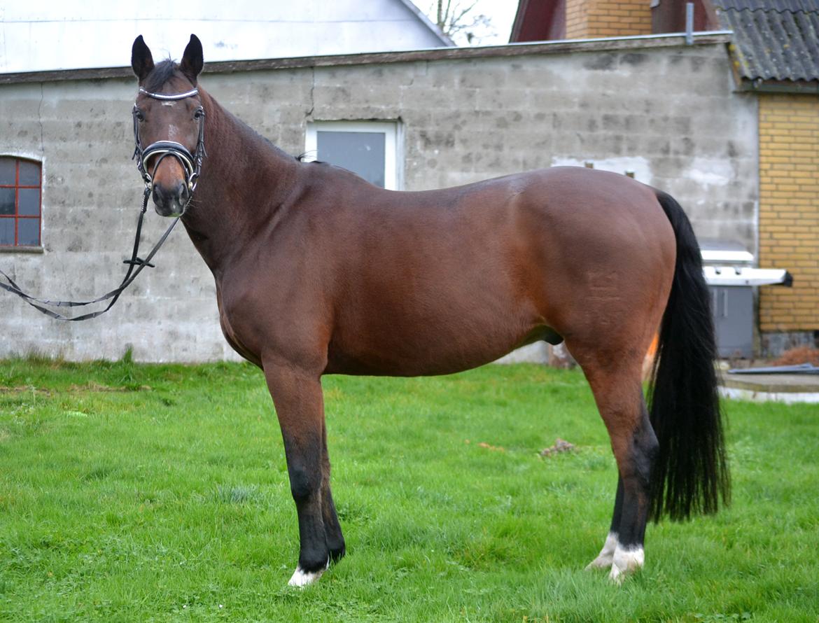 Dansk Varmblod Godthaabs dante billede 8