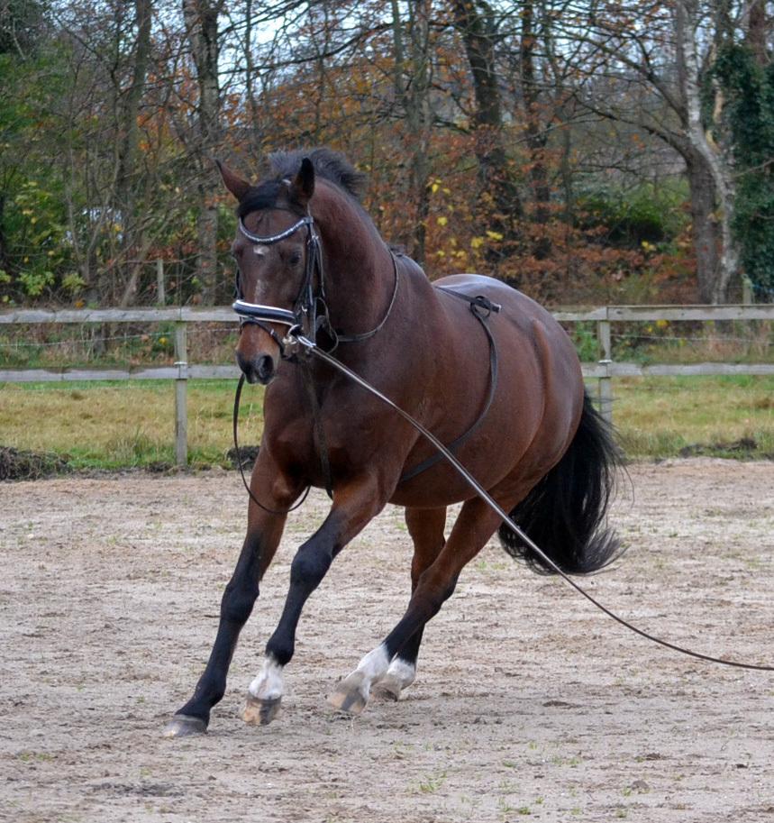 Dansk Varmblod Godthaabs dante billede 10