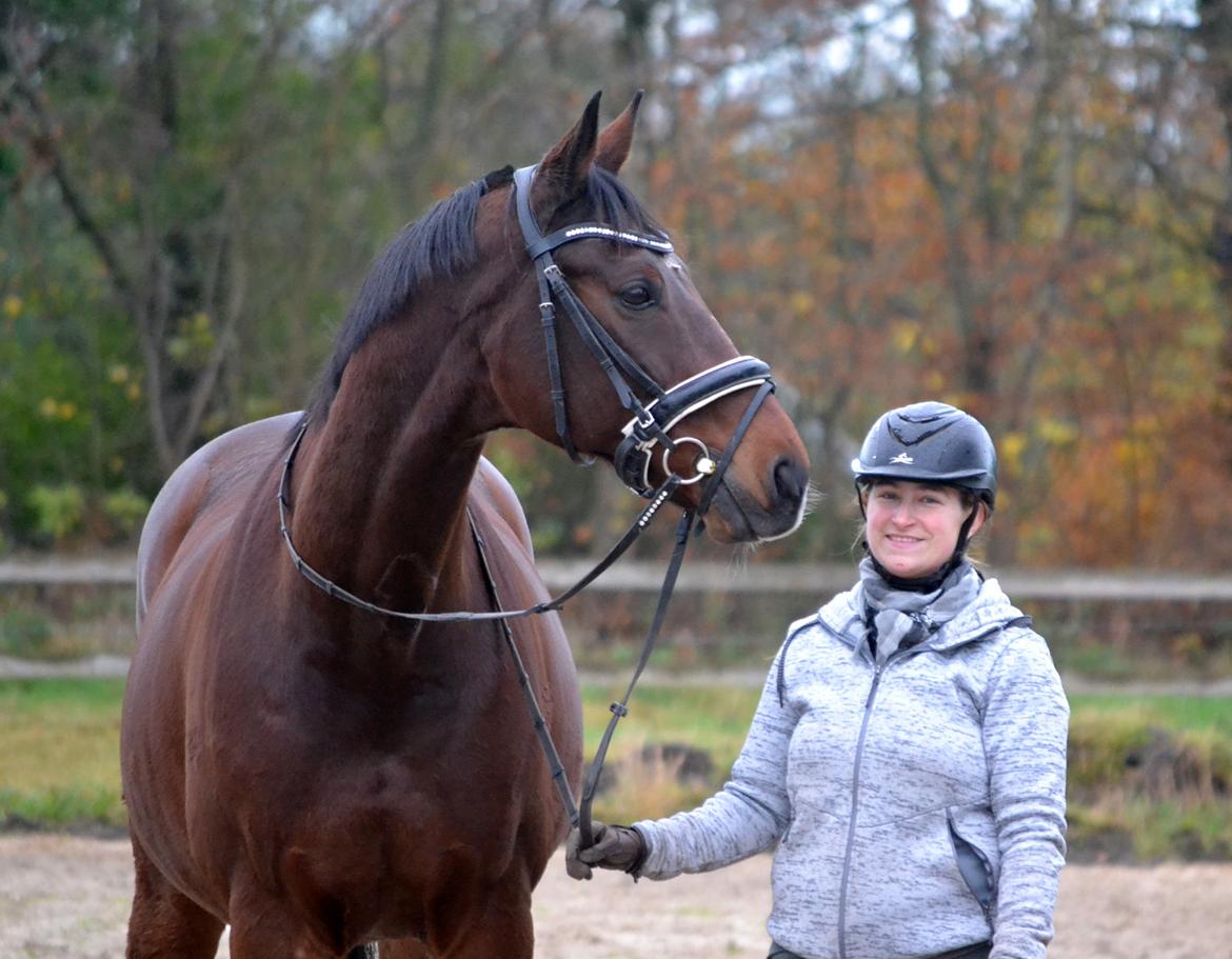 Dansk Varmblod Godthaabs dante billede 11