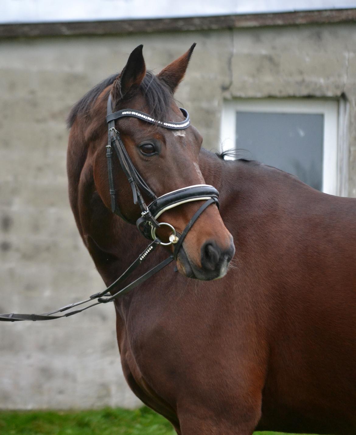 Dansk Varmblod Godthaabs dante billede 9