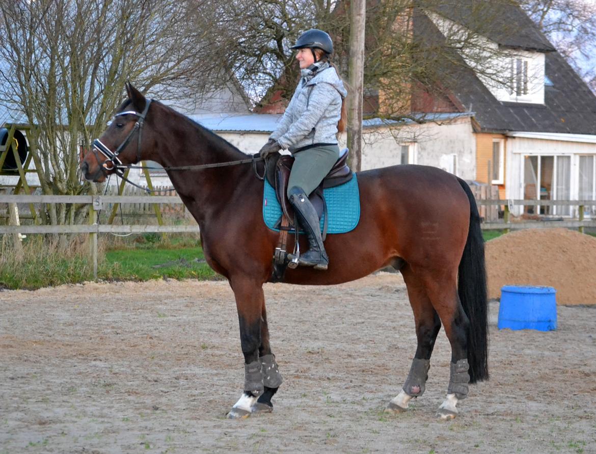 Dansk Varmblod Godthaabs dante billede 12