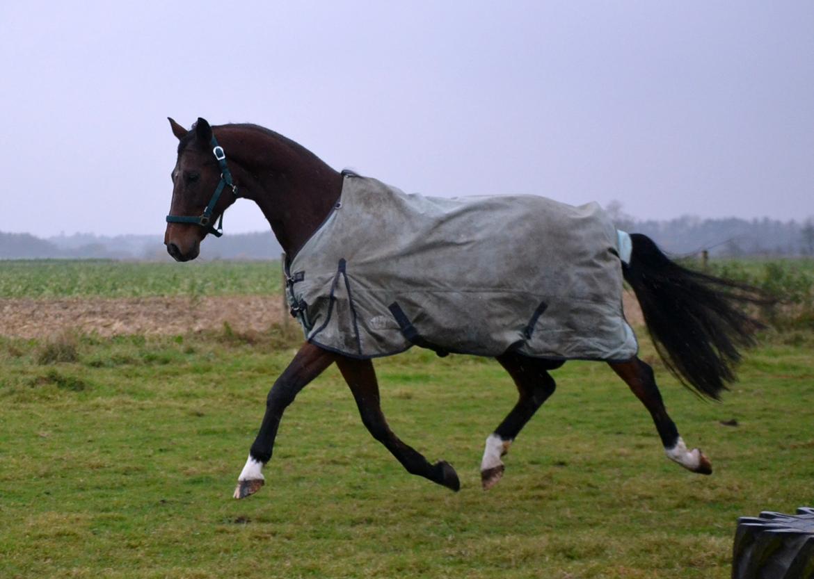 Dansk Varmblod Godthaabs dante billede 13