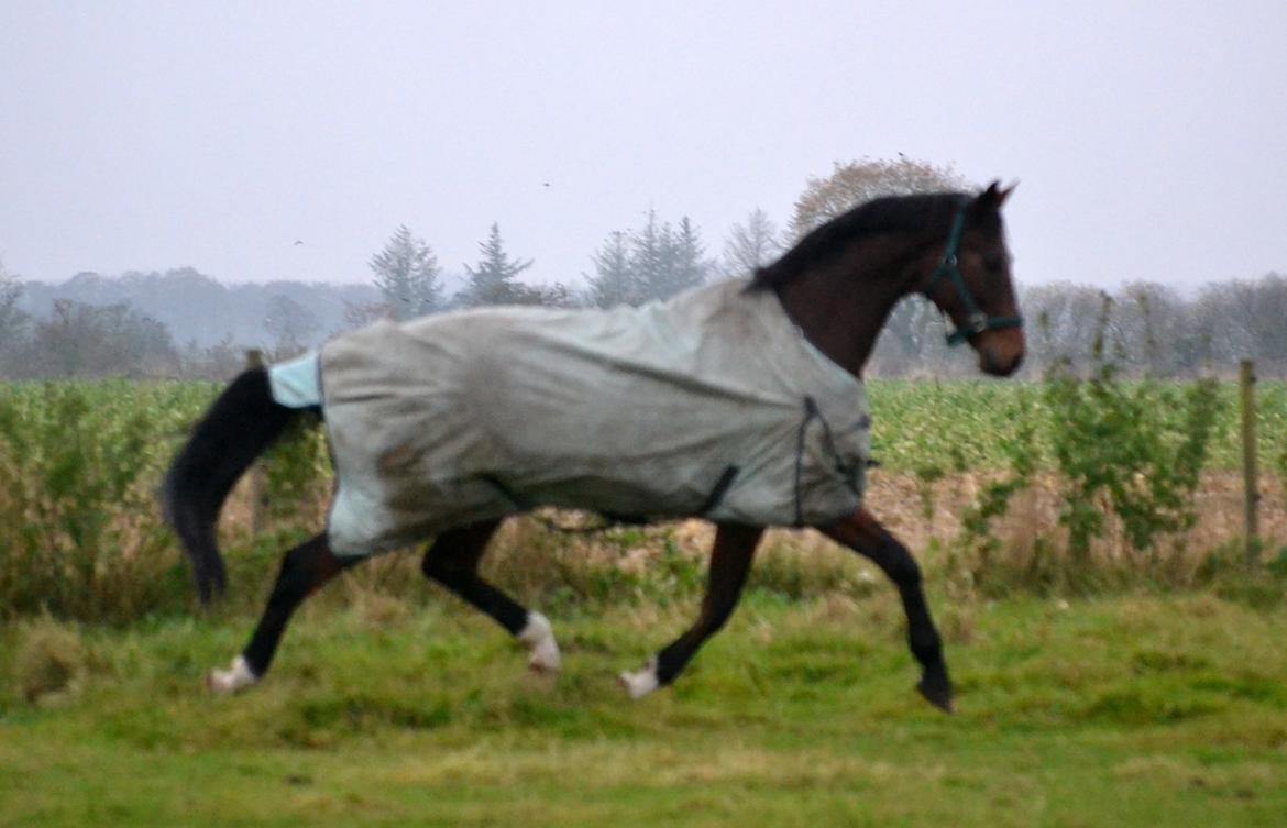 Dansk Varmblod Godthaabs dante billede 14