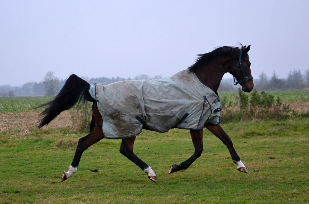 Dansk Varmblod Godthaabs dante billede 15