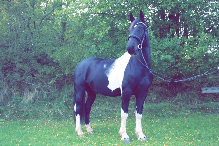 Barockpinto New Star  billede 19