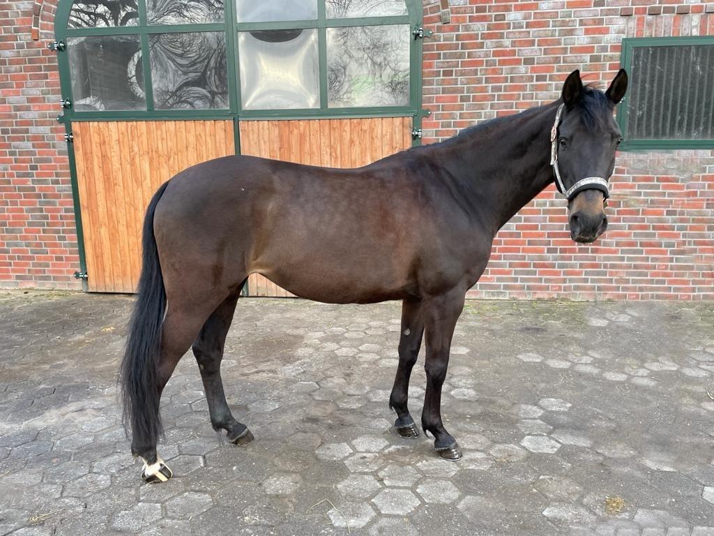 Holstener Iris von Harknag billede 10