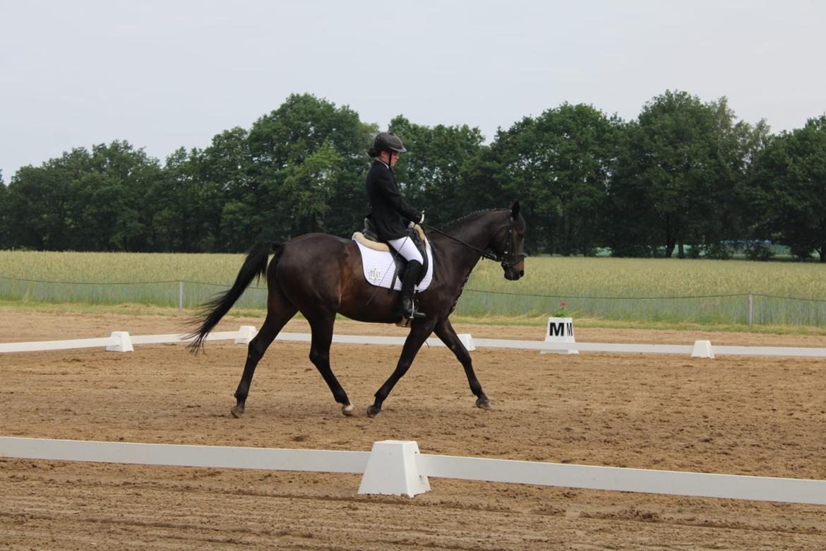 Holstener Iris von Harknag billede 11