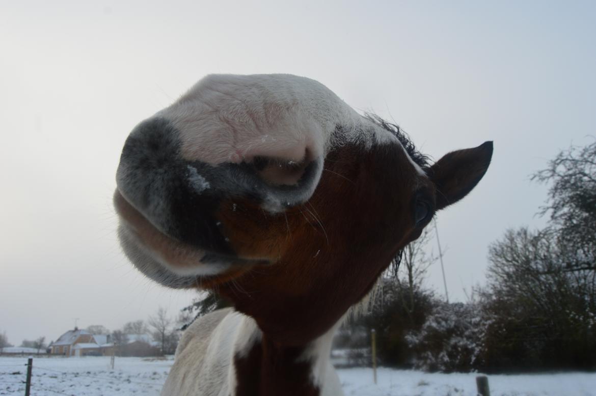 Pinto Luke billede 12