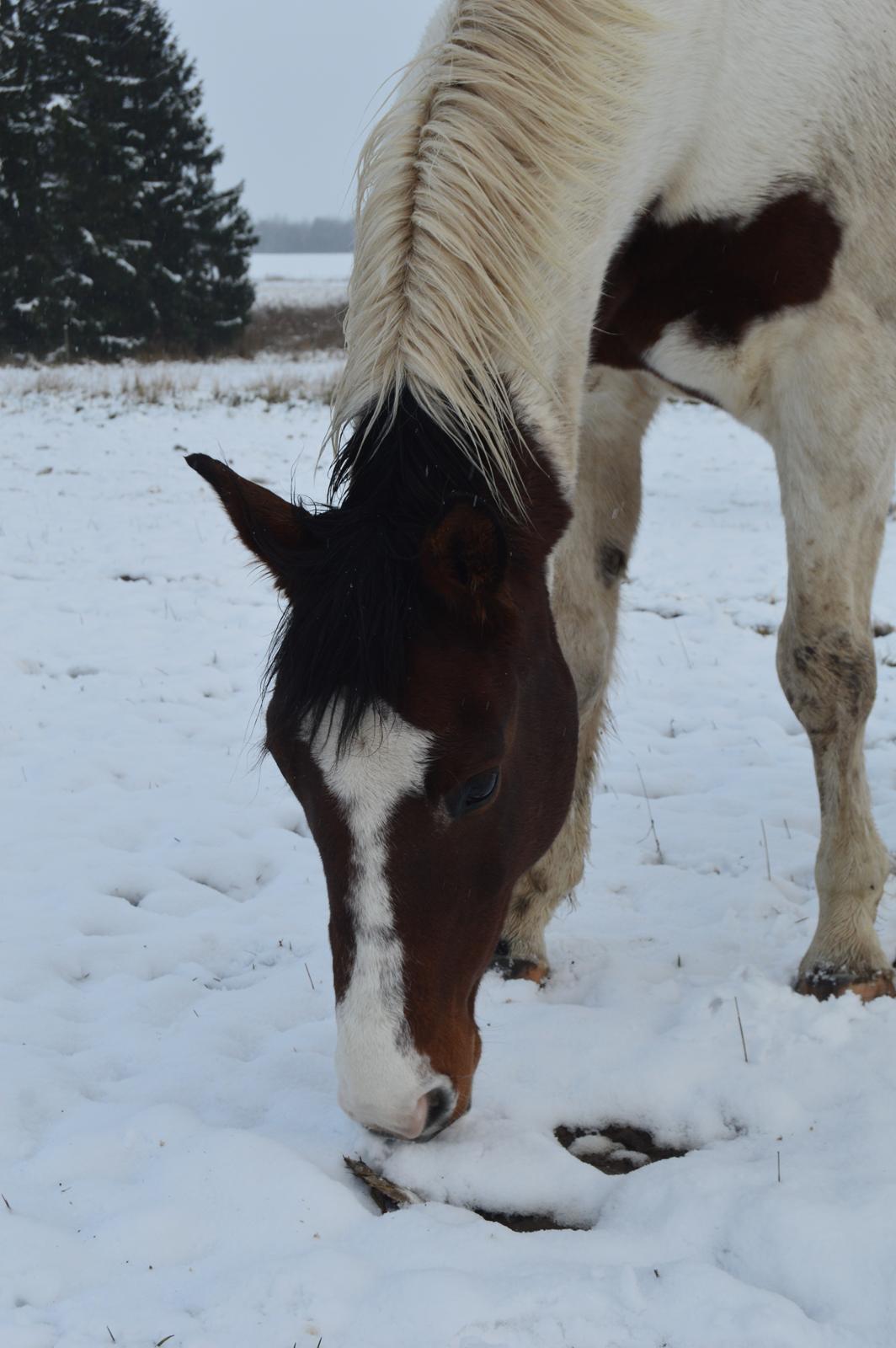 Pinto Luke billede 17