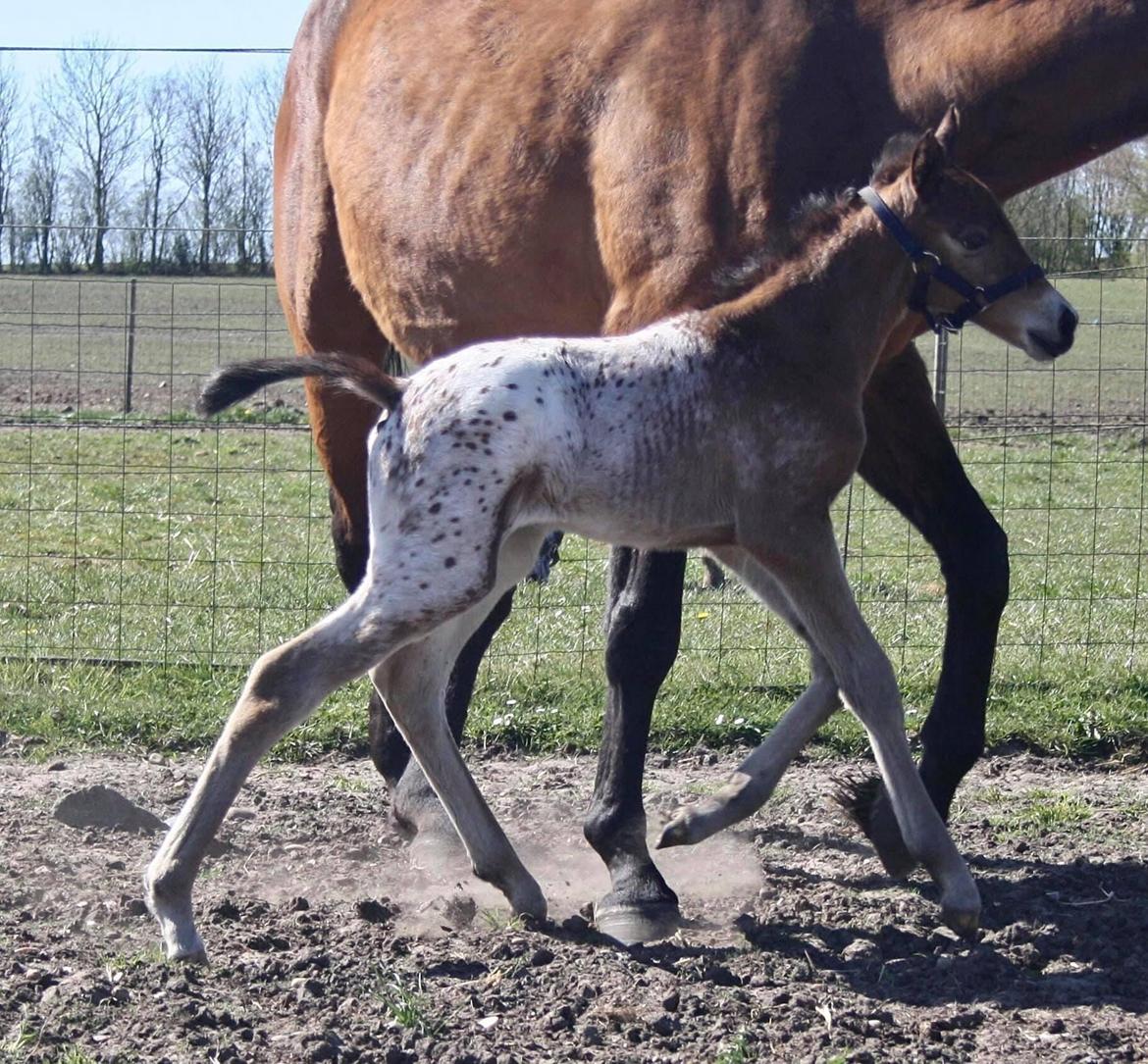 Knabstrupper Sartors Cassiopeia billede 1