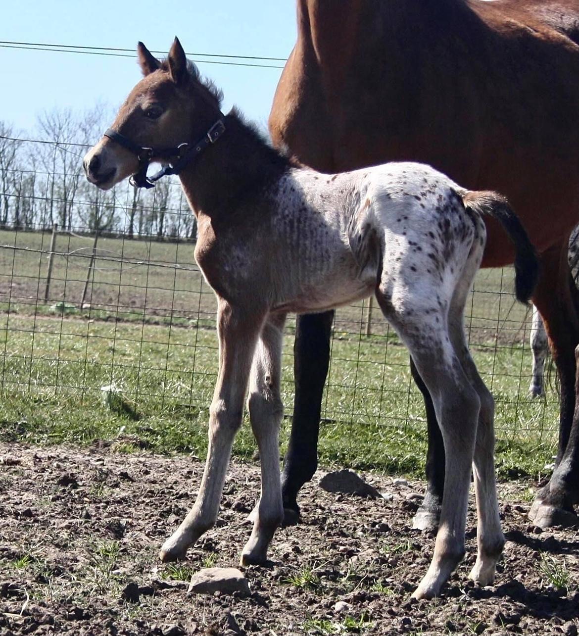 Knabstrupper Sartors Cassiopeia billede 2