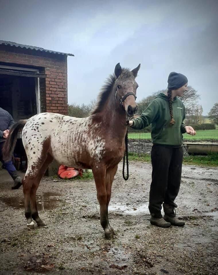 Knabstrupper Sartors Cassiopeia billede 3