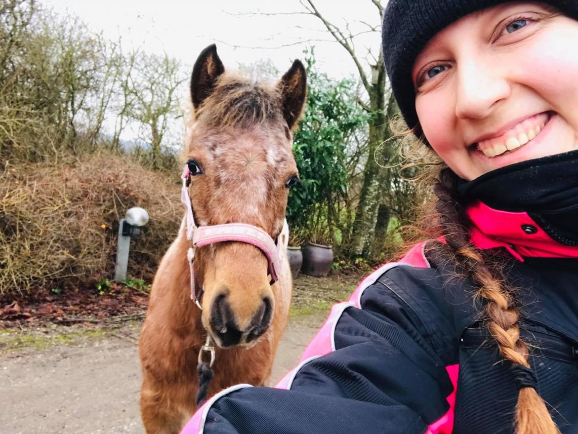 Knabstrupper Sartors Cassiopeia billede 5