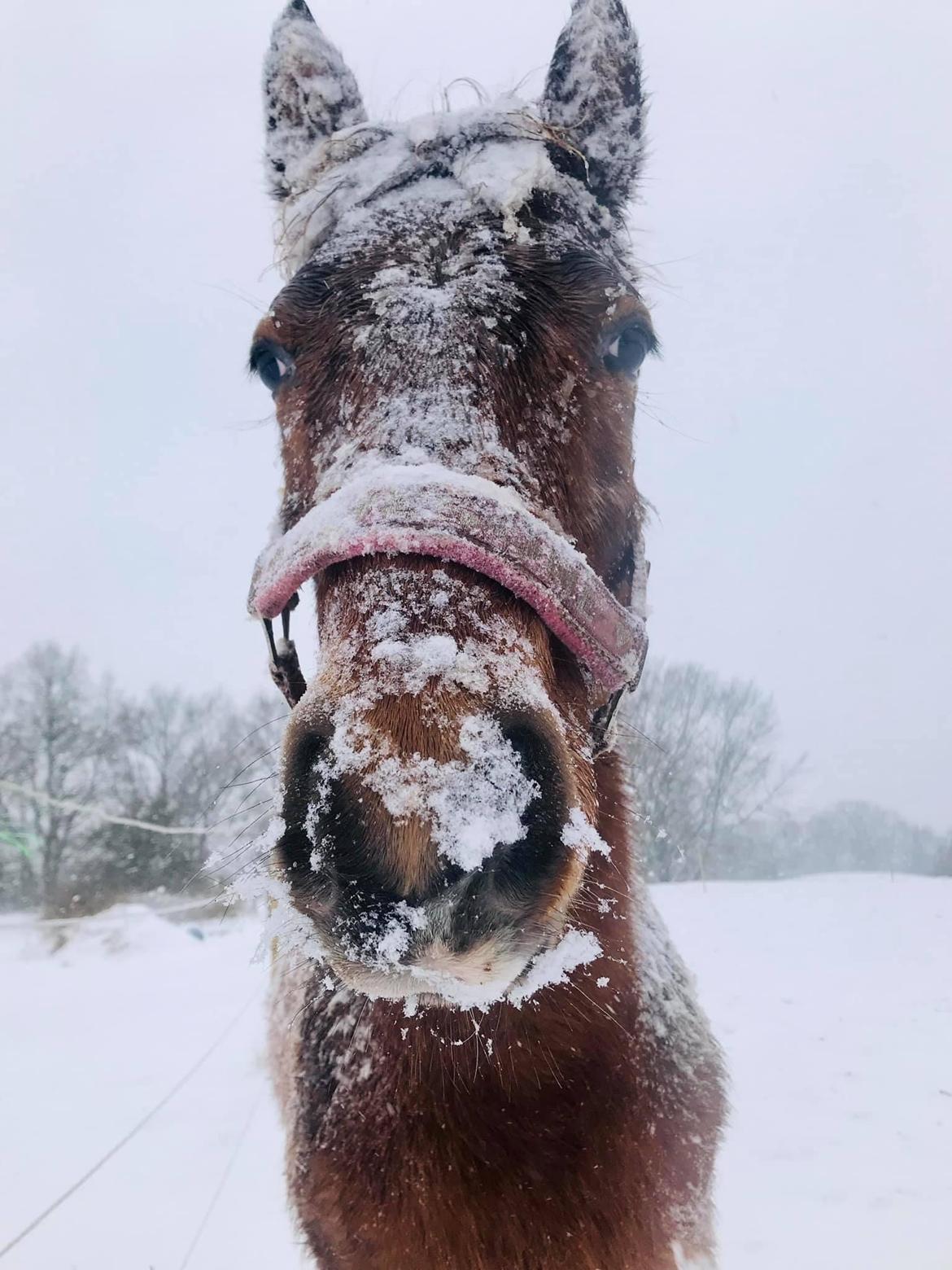 Knabstrupper Sartors Cassiopeia billede 6