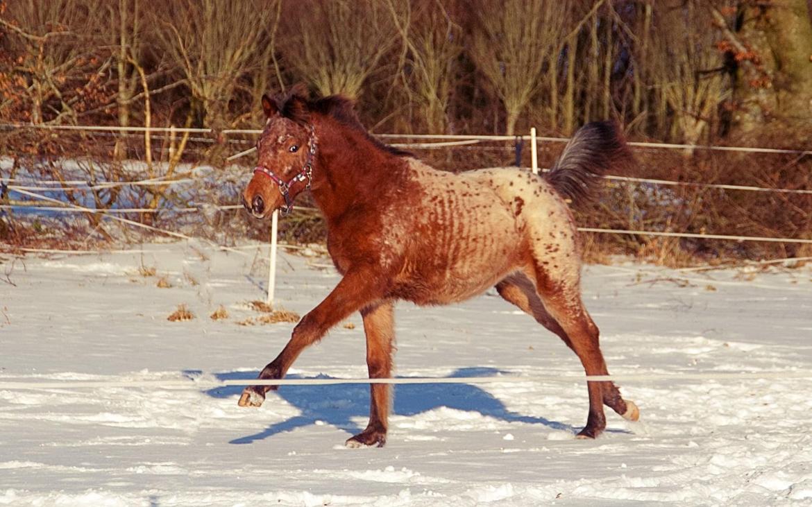 Knabstrupper Sartors Cassiopeia billede 7