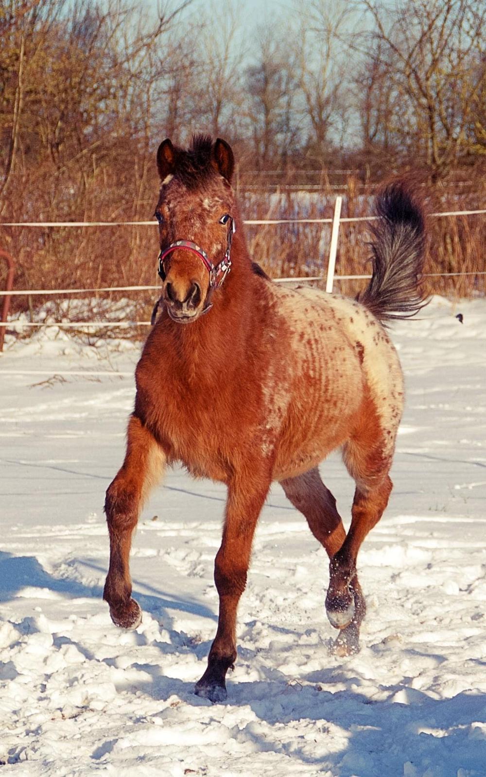 Knabstrupper Sartors Cassiopeia billede 8