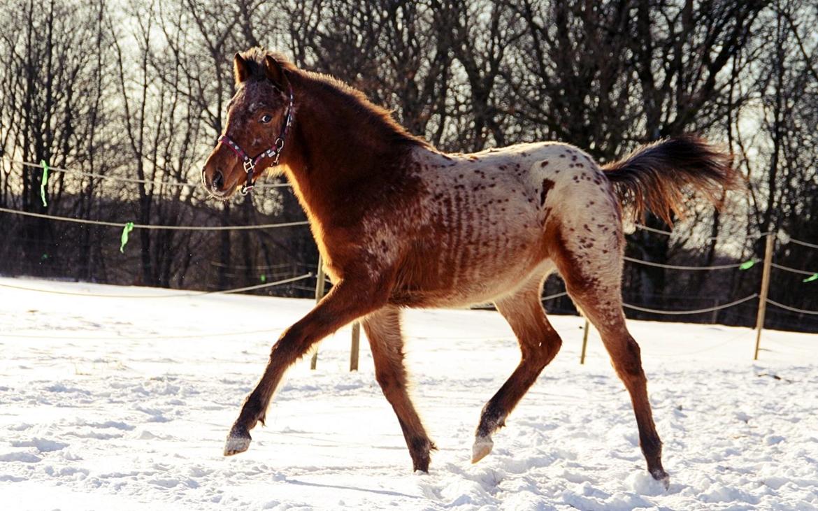 Knabstrupper Sartors Cassiopeia billede 9