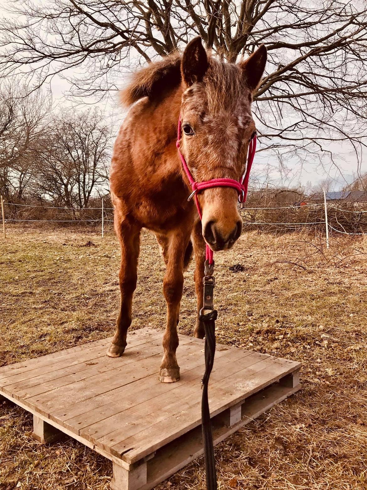 Knabstrupper Sartors Cassiopeia billede 10