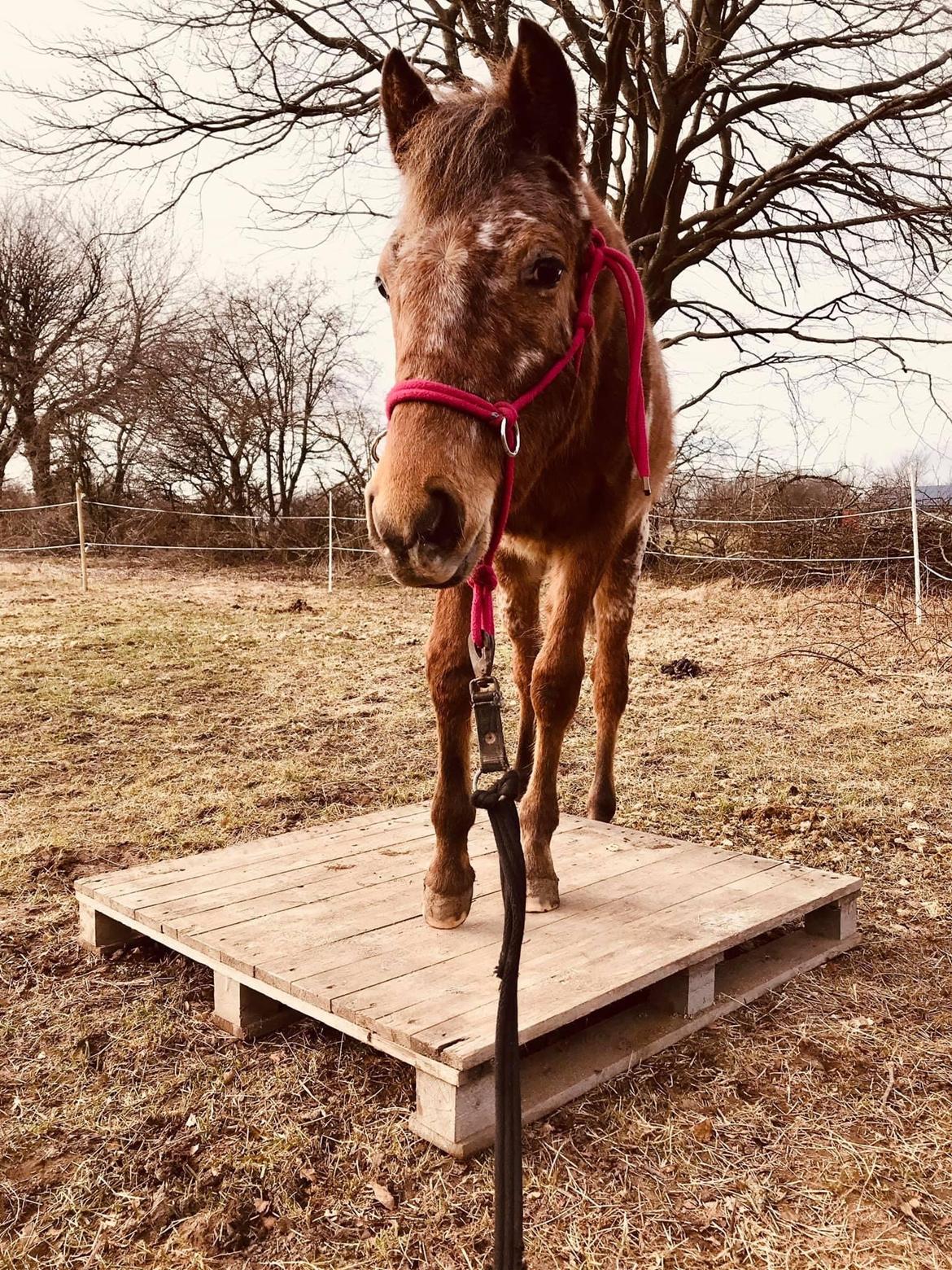 Knabstrupper Sartors Cassiopeia billede 11