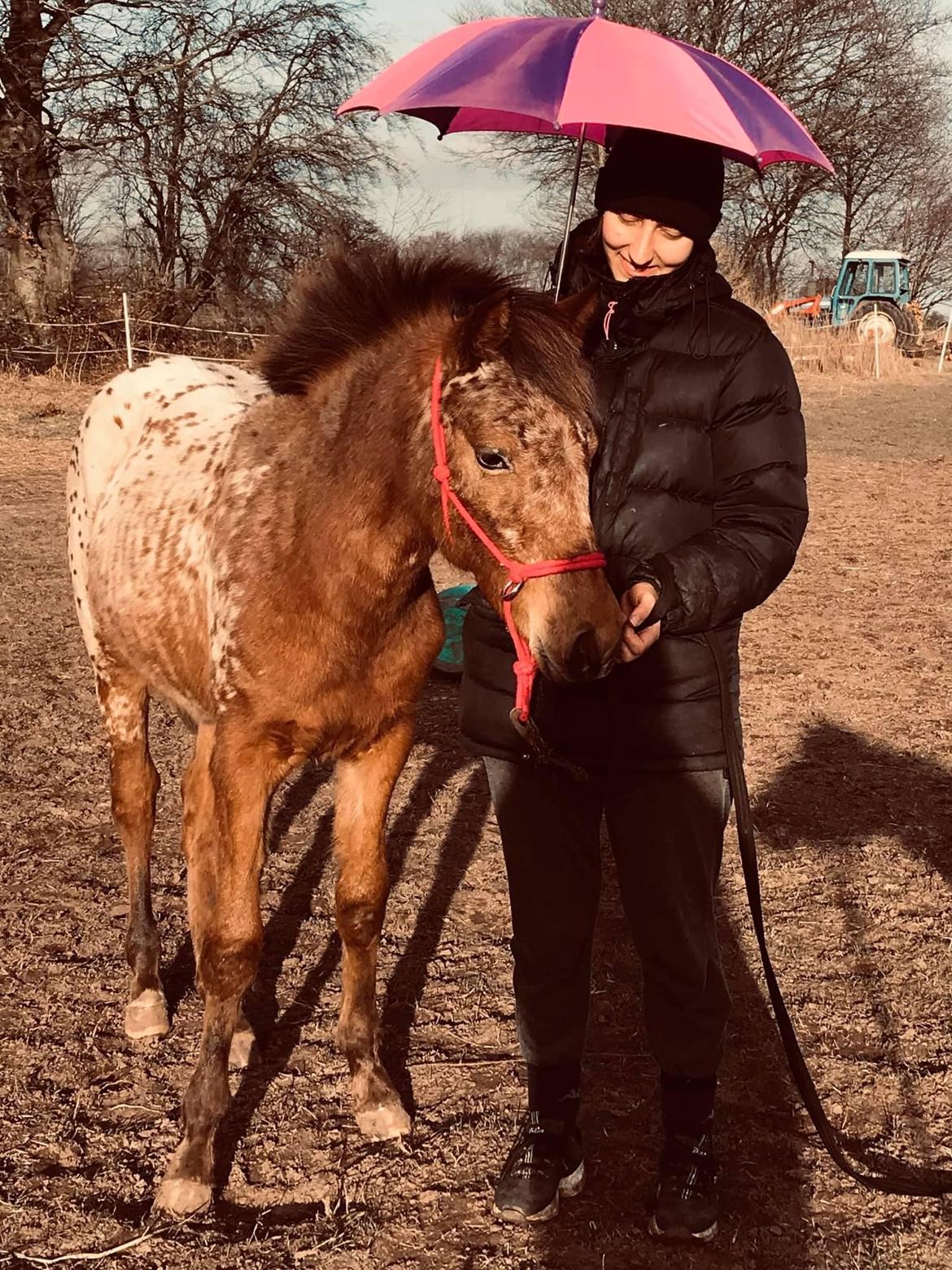 Knabstrupper Sartors Cassiopeia billede 12