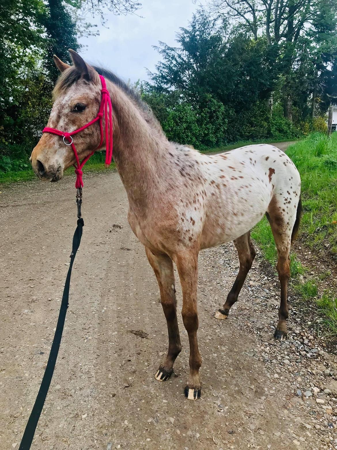 Knabstrupper Sartors Cassiopeia billede 13