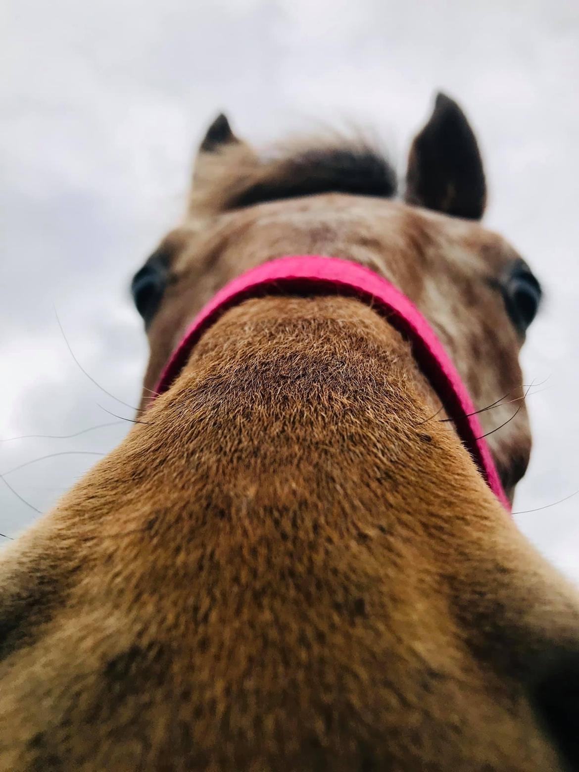 Knabstrupper Sartors Cassiopeia billede 14