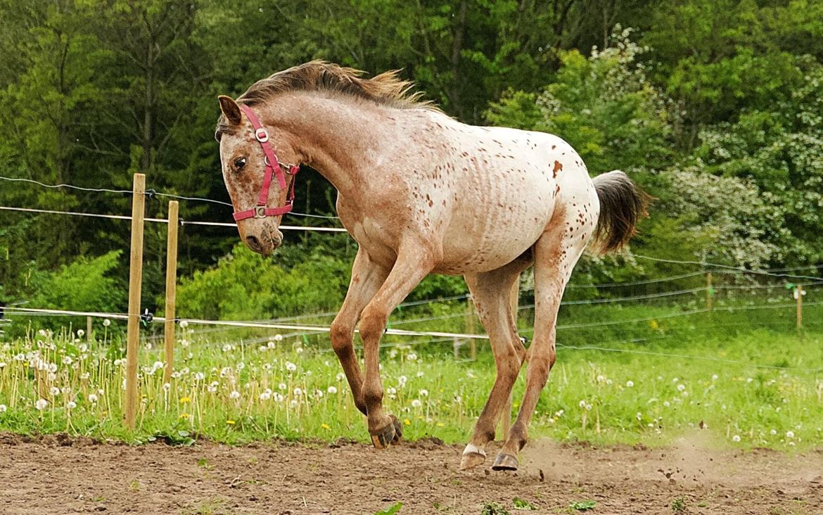 Knabstrupper Sartors Cassiopeia billede 15