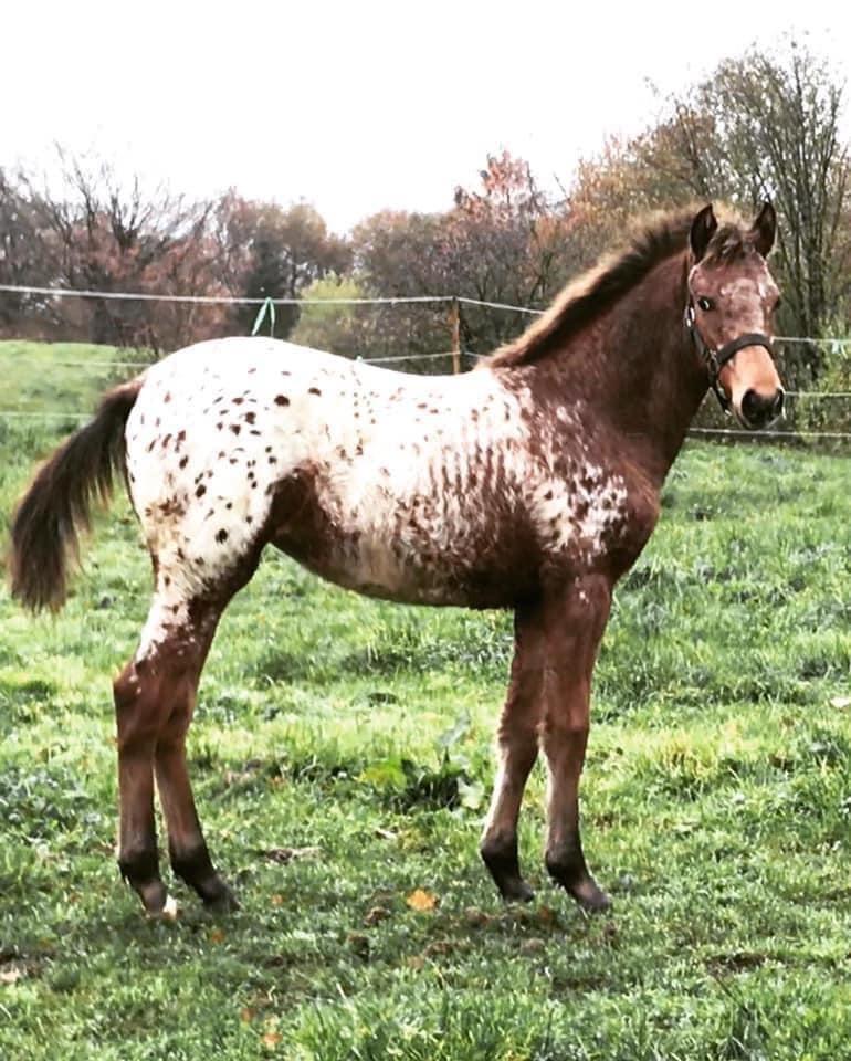 Knabstrupper Sartors Cassiopeia billede 4