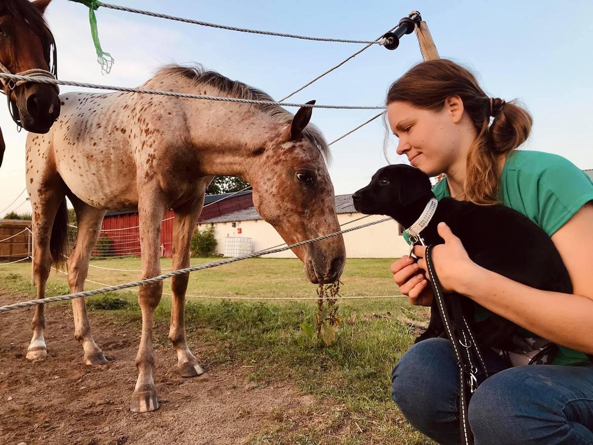 Knabstrupper Sartors Cassiopeia billede 16