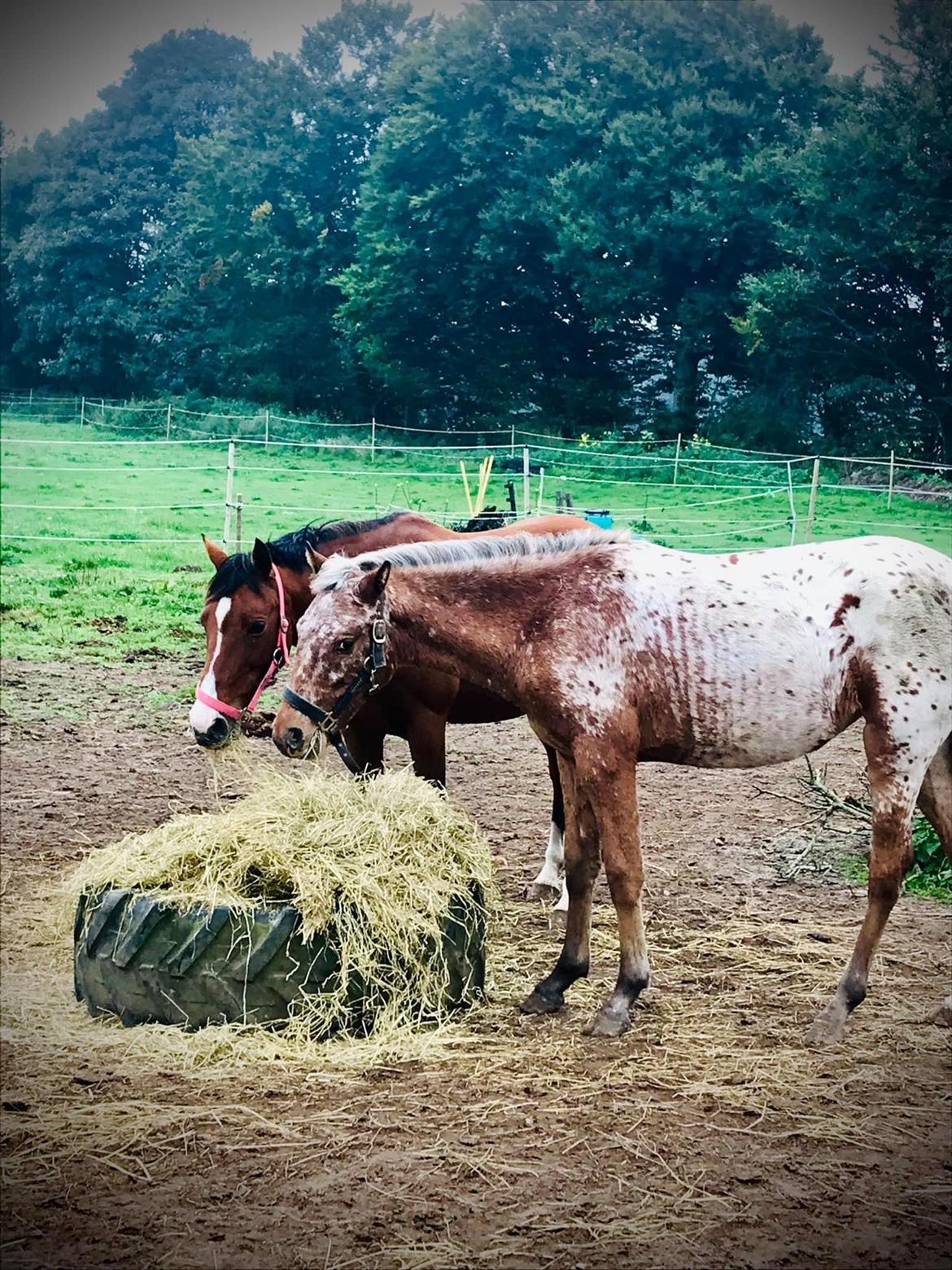 Knabstrupper Sartors Cassiopeia billede 20