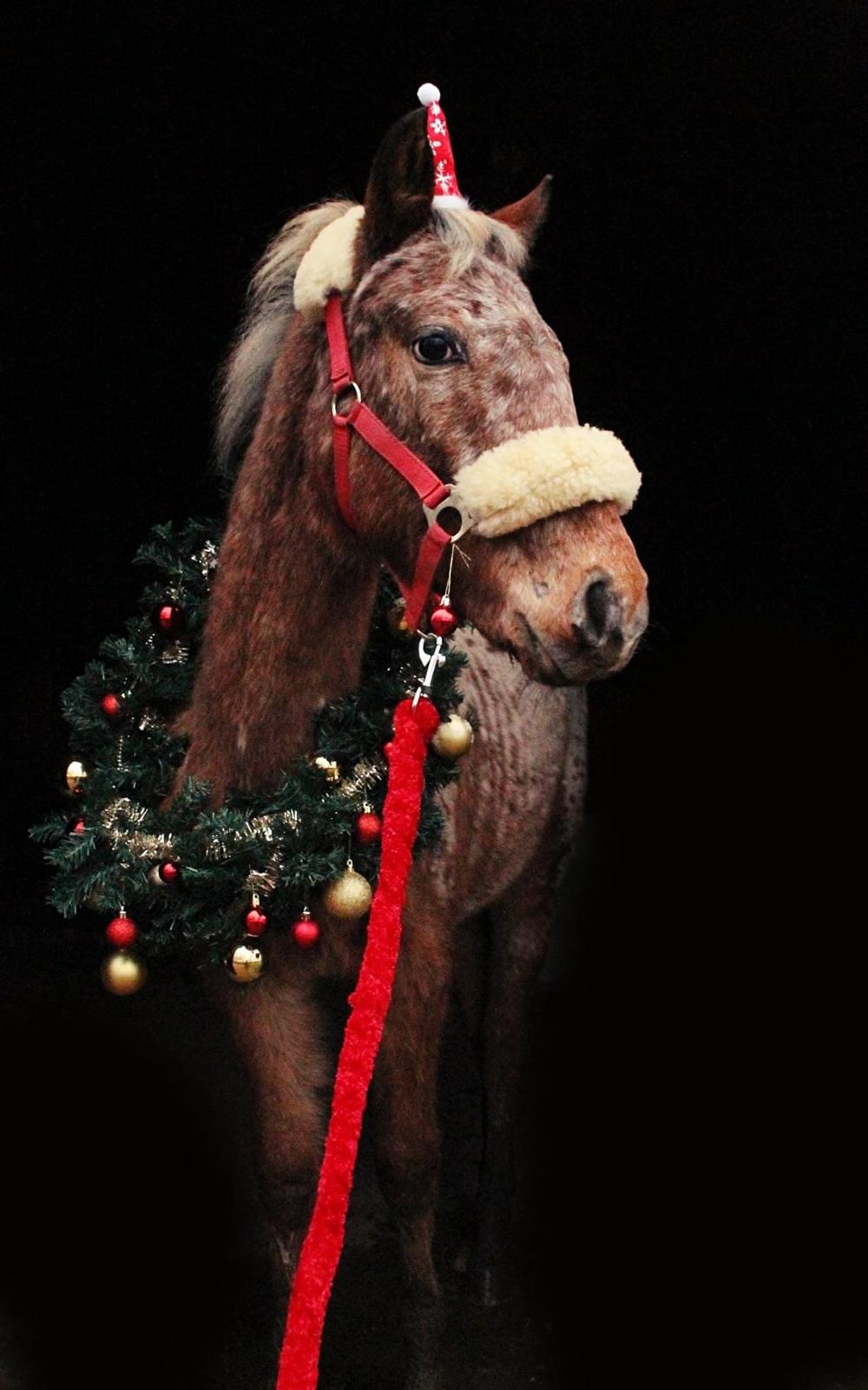 Knabstrupper Sartors Cassiopeia billede 19