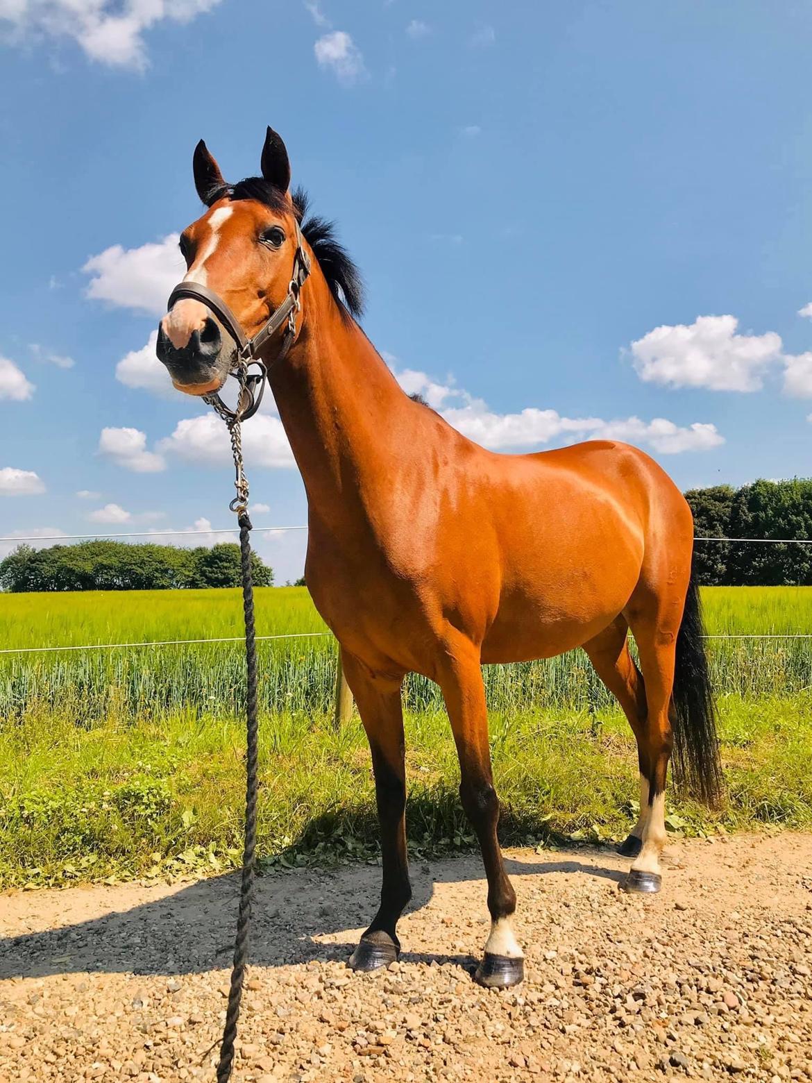 DSP Bakkegaardens Atlantic (Ally)  billede 1