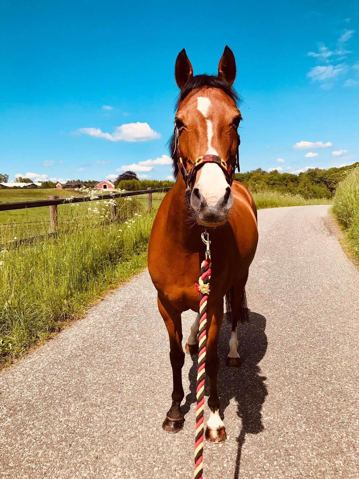 DSP Bakkegaardens Atlantic (Ally)  billede 3